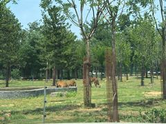 -秦皇岛野生动物园