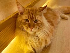 -猫腻·猫咖·撸猫馆(星光大道店)