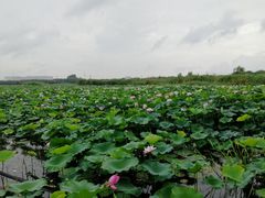 -荷塘月色湿地公园·向阳花洲