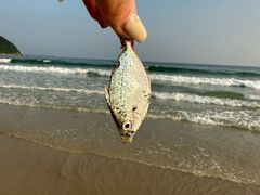 -西涌国际滨海旅游区