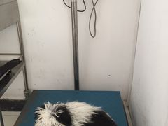-创凡宠物医院·骨专科  猫科中心(西乡分院)