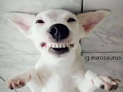 -欢乐牧人蒙古炭烤羊腿(四平路店)