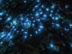 -怀托摩萤火虫洞