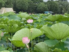 -嘉北郊野公园