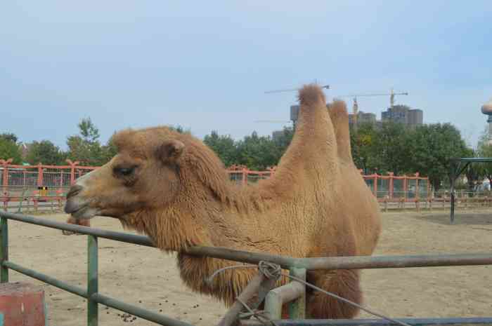 光合谷动物园-"能让孩子自己喂小动物,就这点就比一般动物.