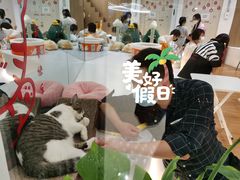-COLOR PETS 撸猫馆·购猫·猫咖(长风大悦城店)