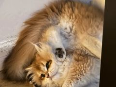 -lincat·猫舍(广州店)