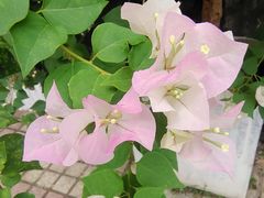 -中国科学院华南植物园