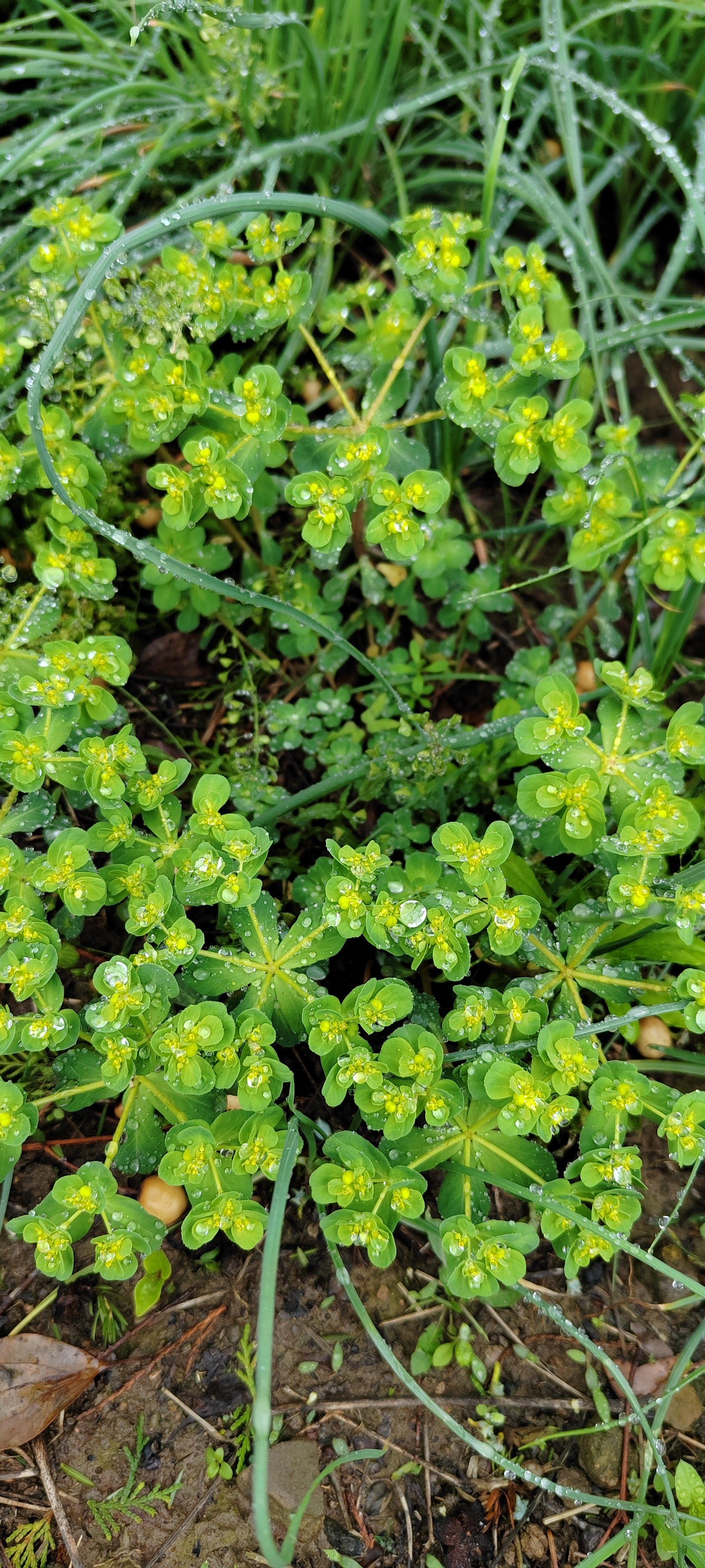 好看的不知名野草
