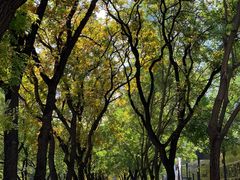 -三里屯东五街银杏大道