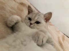 -纳吉亚猫专科动物医院·北北分院