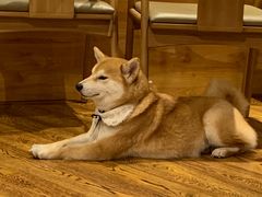 -柴务处·柴犬主题狗咖