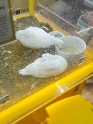 -神奇动物撸宠馆·羊驼·小浣熊·异宠(豫园店)