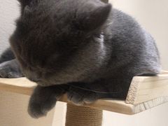-逗柴咖啡屋·狗咖猫咖宠物桌游