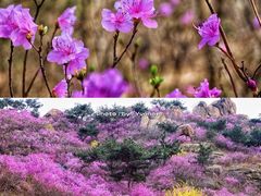 -青岛大珠山景区