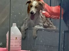 -宠福鑫康馨动物医院·骨科·眼科