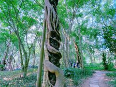 -中国科学院西双版纳热带植物园