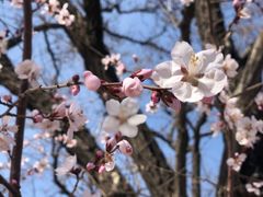 -桃花堤公园
