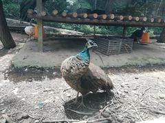 -贵州森林野生动物园
