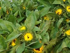 -双季花艺园艺市场(浦东店)