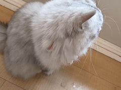 -Let's go狗咖·猫咖·奶狗·桌游(春熙路IFS店)