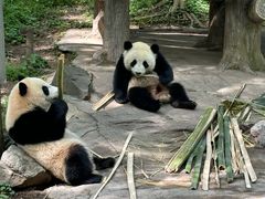 -都江堰中华大熊猫苑