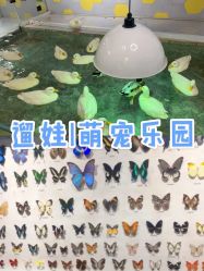 -七巧国萌宠乐园(龙湖天街店)