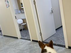 -美联众合爱康动物医院•复杂内科•肿瘤科•牙科•腔镜诊疗中心
