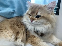 -瑞派·关忠动物医院·猫专科·犬专科(三环新城店)