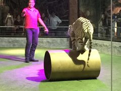 -清迈夜间动物园