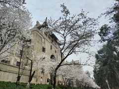 -武汉大学-樱园