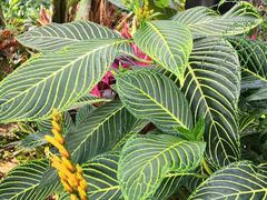 -北京植物园-展览温室