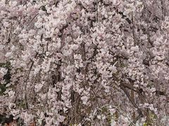 -西安青龙寺遗址景区