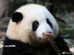 -成都大熊猫繁育研究基地