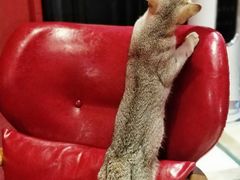 -猫色咖啡·猫咖