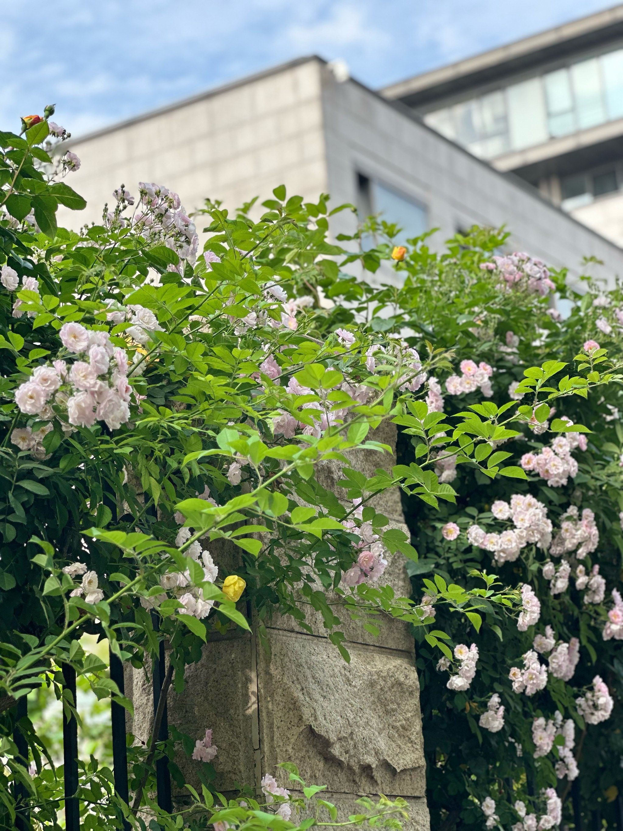 北京初夏 |"劳动节的劳模"蔷薇花墙