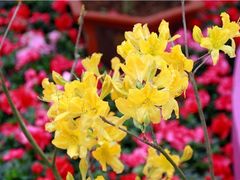 -梧桐山风景名胜区