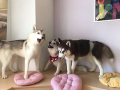 -Husky Go! 哈士奇体验馆·宠物咖啡厅狗咖