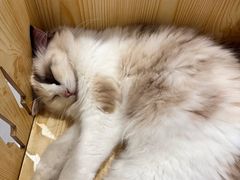 -藏猫猫咖啡主题馆(中央大道店)