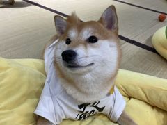 -逗柴咖啡屋·狗咖猫咖宠物桌游