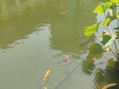 -苏苑饭店-中餐厅(长桥地区店)