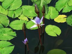 -国家植物园南园