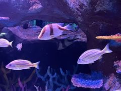 -秦皇岛新澳海底世界