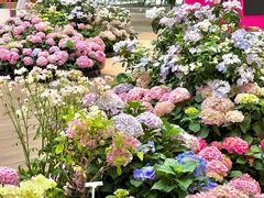 -上海长风大悦城