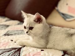 -猫大福·Fortune Cat猫舍(百子湾店)
