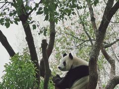 -上海野生动物园