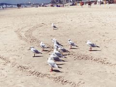 -黄金海岸