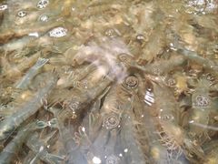 -亚马逊海鲜自助(梅溪湖步步高店)