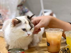 -藏猫猫咖啡主题馆(中央大道店)