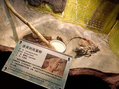 -上海大自然野生昆虫馆(东方明珠·爬宠昆虫探索中心)